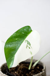 Monstera deliciosa albo variegata